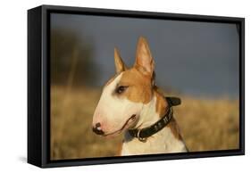 Bull Terrier 14-Bob Langrish-Framed Stretched Canvas