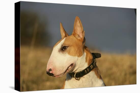 Bull Terrier 14-Bob Langrish-Stretched Canvas