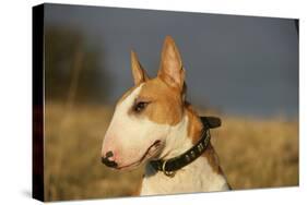 Bull Terrier 14-Bob Langrish-Stretched Canvas