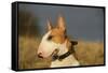 Bull Terrier 14-Bob Langrish-Framed Stretched Canvas