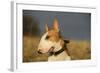 Bull Terrier 14-Bob Langrish-Framed Photographic Print