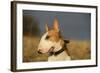 Bull Terrier 14-Bob Langrish-Framed Photographic Print