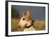 Bull Terrier 14-Bob Langrish-Framed Photographic Print