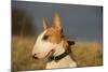 Bull Terrier 14-Bob Langrish-Mounted Photographic Print