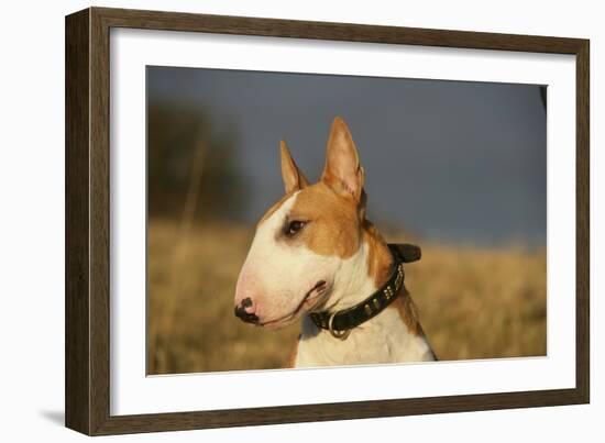 Bull Terrier 14-Bob Langrish-Framed Photographic Print