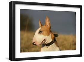 Bull Terrier 14-Bob Langrish-Framed Photographic Print