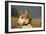 Bull Terrier 14-Bob Langrish-Framed Photographic Print