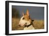 Bull Terrier 14-Bob Langrish-Framed Photographic Print