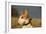 Bull Terrier 14-Bob Langrish-Framed Photographic Print