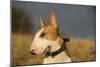 Bull Terrier 14-Bob Langrish-Mounted Photographic Print