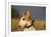 Bull Terrier 14-Bob Langrish-Framed Photographic Print