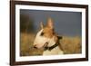 Bull Terrier 14-Bob Langrish-Framed Photographic Print