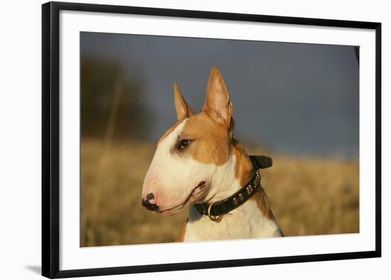 Bull Terrier 14-Bob Langrish-Framed Photographic Print