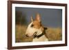 Bull Terrier 14-Bob Langrish-Framed Photographic Print