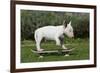 Bull Terrier 22-Bob Langrish-Framed Photographic Print