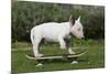 Bull Terrier 22-Bob Langrish-Mounted Photographic Print