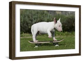 Bull Terrier 22-Bob Langrish-Framed Photographic Print