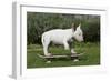 Bull Terrier 22-Bob Langrish-Framed Photographic Print