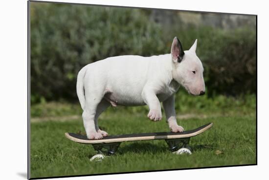 Bull Terrier 22-Bob Langrish-Mounted Photographic Print