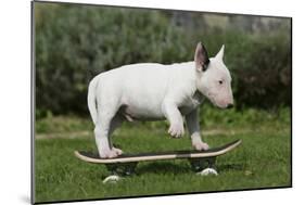 Bull Terrier 22-Bob Langrish-Mounted Photographic Print