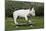 Bull Terrier 22-Bob Langrish-Mounted Photographic Print