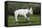 Bull Terrier 22-Bob Langrish-Framed Stretched Canvas