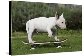 Bull Terrier 22-Bob Langrish-Stretched Canvas