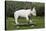 Bull Terrier 22-Bob Langrish-Stretched Canvas