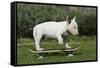 Bull Terrier 22-Bob Langrish-Framed Stretched Canvas