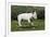 Bull Terrier 22-Bob Langrish-Framed Photographic Print