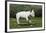 Bull Terrier 22-Bob Langrish-Framed Photographic Print