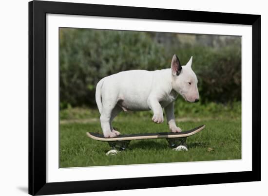 Bull Terrier 22-Bob Langrish-Framed Photographic Print