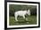 Bull Terrier 22-Bob Langrish-Framed Photographic Print