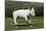 Bull Terrier 22-Bob Langrish-Mounted Photographic Print