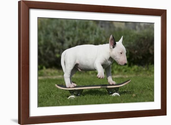 Bull Terrier 22-Bob Langrish-Framed Photographic Print