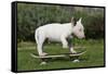 Bull Terrier 22-Bob Langrish-Framed Stretched Canvas