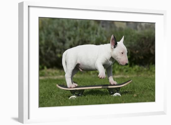 Bull Terrier 22-Bob Langrish-Framed Photographic Print