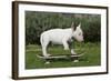 Bull Terrier 22-Bob Langrish-Framed Photographic Print