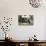 Bull Terrier 23-Bob Langrish-Photographic Print displayed on a wall