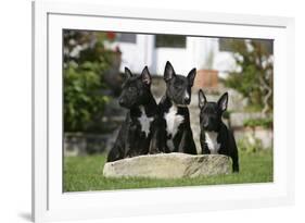 Bull Terrier 23-Bob Langrish-Framed Photographic Print