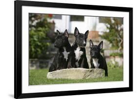 Bull Terrier 23-Bob Langrish-Framed Photographic Print