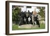 Bull Terrier 23-Bob Langrish-Framed Photographic Print