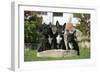 Bull Terrier 23-Bob Langrish-Framed Photographic Print