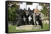 Bull Terrier 23-Bob Langrish-Framed Stretched Canvas
