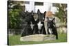 Bull Terrier 23-Bob Langrish-Stretched Canvas
