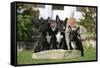 Bull Terrier 23-Bob Langrish-Framed Stretched Canvas