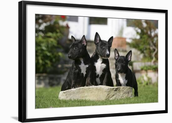 Bull Terrier 23-Bob Langrish-Framed Photographic Print