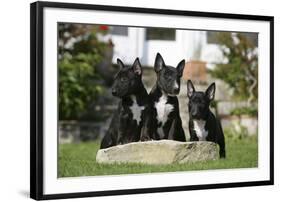 Bull Terrier 23-Bob Langrish-Framed Photographic Print