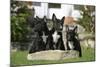 Bull Terrier 23-Bob Langrish-Mounted Photographic Print