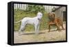 Bull Terrier and English Bulldog-null-Framed Stretched Canvas